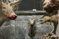 1_Closer-Up-of-Trophy-Heads