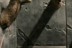 Trophy-Hallway-Seen-from-Exiting-Room-and-Entering-Basement-