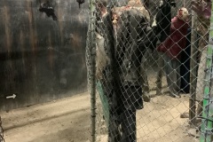 Zombie-Alley-with-Hanging-Heads-and-Static-Zombies